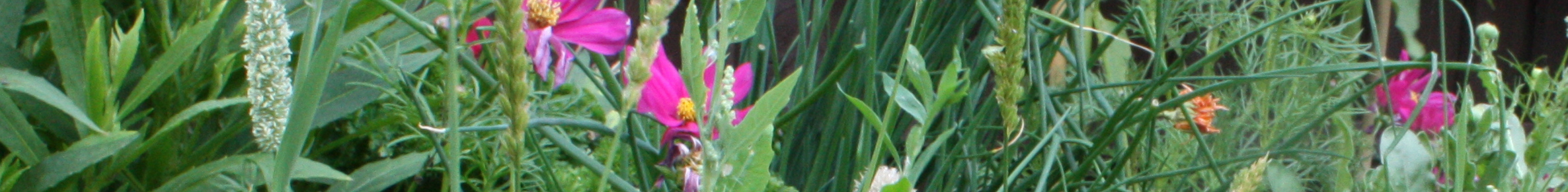 Banner with grass and flowers